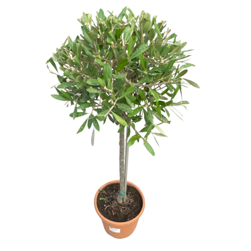 B797C76B-70BC-43B6-B97D-FAEFA27AD13B