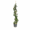 Alberi
