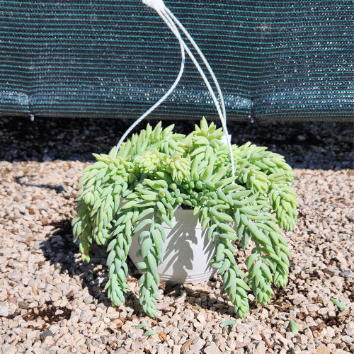 sedum morganianum