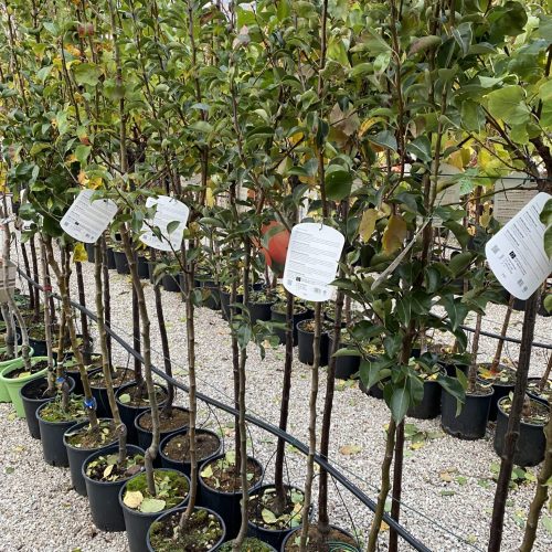 776542F0-2424-4B8A-B249-A7883574A154