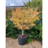 Alberi