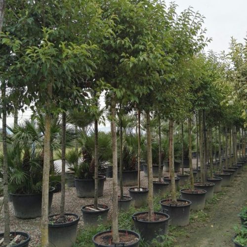Ligustrum-Japonicum-sito-vec