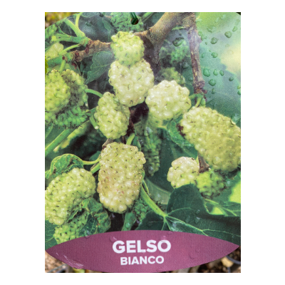 gelso_bianco