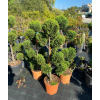 Alberi