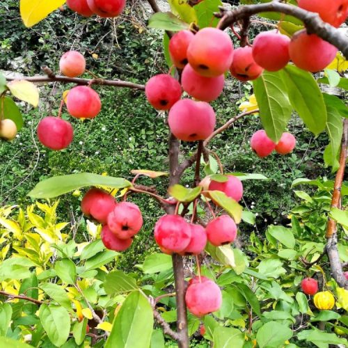 malus-red-sentinel-melo-da-fiore (1)