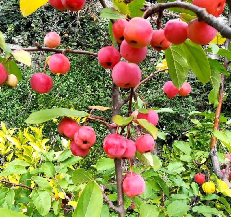 malus-red-sentinel-melo-da-fiore (1)