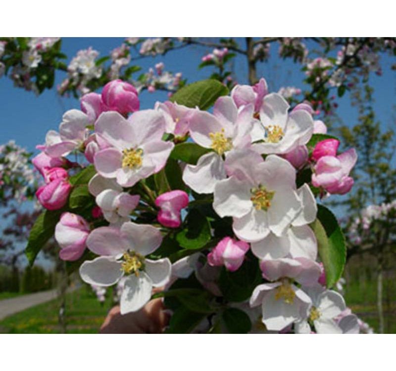 malus-red-sentinel-melo-da-fiore