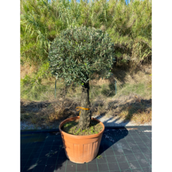 olivo_bonsai
