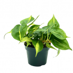 Philodendron Brasil S