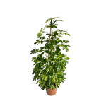 Schefflera