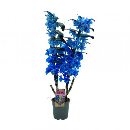 Orchidea Dendronium Blu