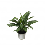 Aglaonema Silver Queen