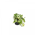 Pothos Njoy