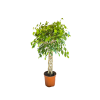 Ficus Benjamin Alberello