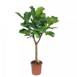 Ficus Lyrata Ramificato