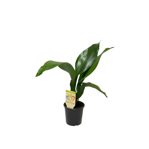 aspidistra