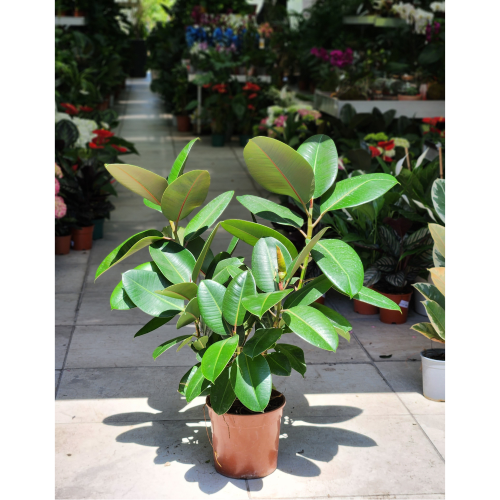 ficus elastica