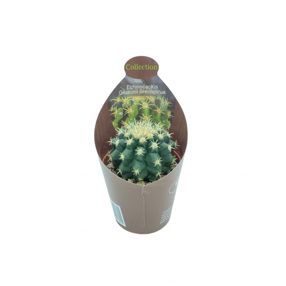 Echinocactus Grusoni S