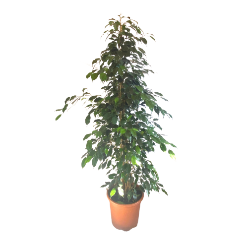 ficus_benj