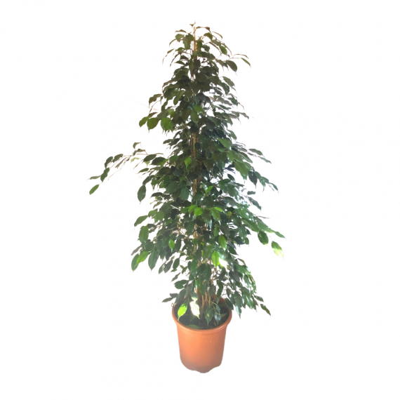 Ficus Benjamin L