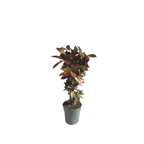 croton petra