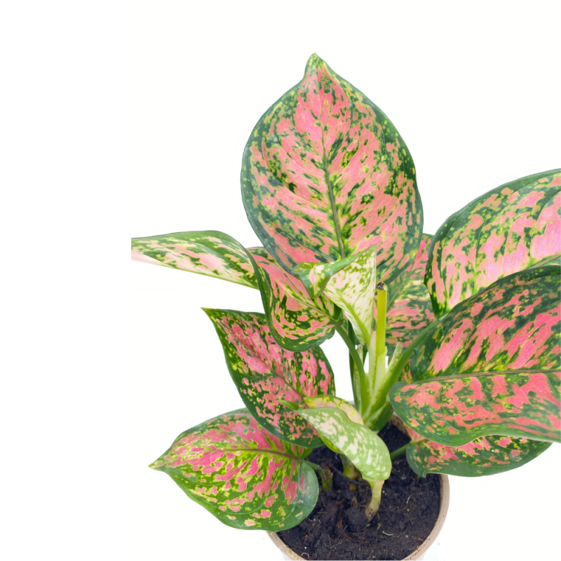 aglaonema red