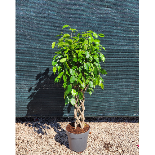 ficus alberello