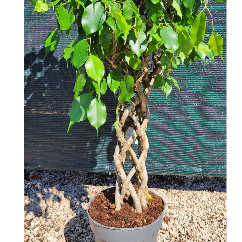 ficus benjamin