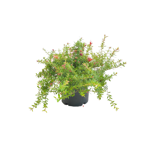 grevillea rosmarino