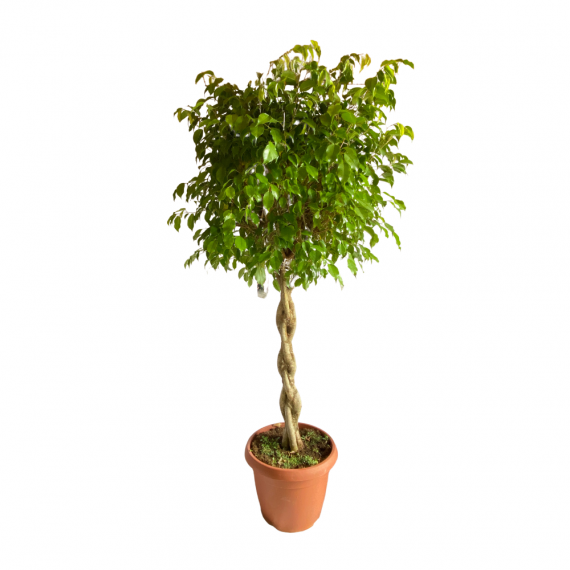 Ficus Benjamin XL