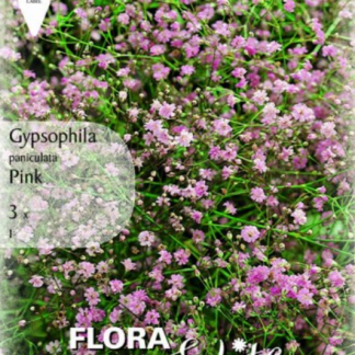 gypsophylla