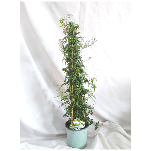 gelsomino_polyanthum