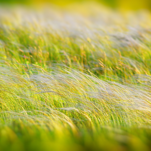 graminacee stipa