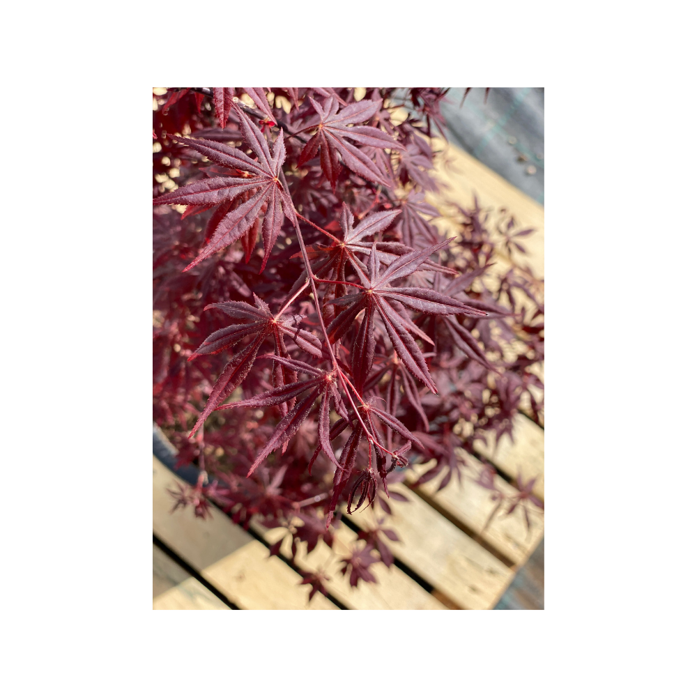 Acero Palmatum Bloodgood 3mt+ - Aceri Giapponesi