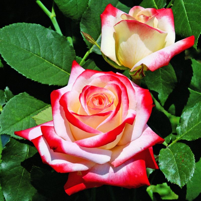 imperatrice-farah-