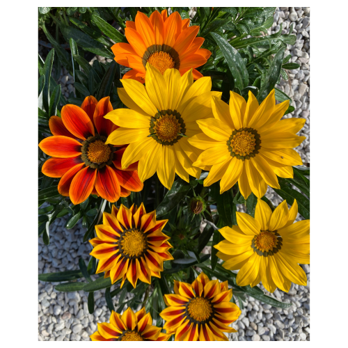 gazania