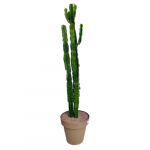 Euphorbia Eritrea XXL 2