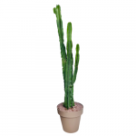Euphorbia Eritrea XXL 1