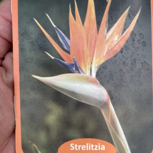 strelitzia