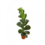 Ficus Lyrata m