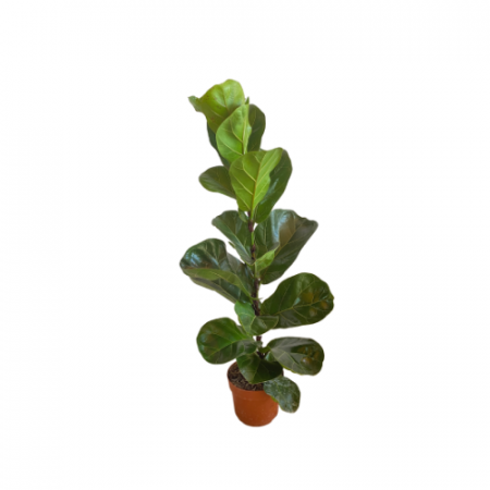 Ficus Lyrata piccolo