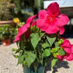 Hibiscus Gigante Rosso