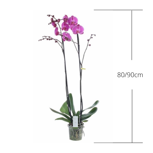 Orchidea Fiore Grande 90cm