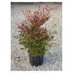 nandina_domestica