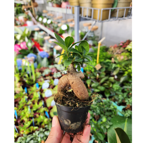 ficus ginseng mini