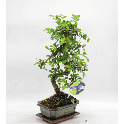 bonsai zelkova