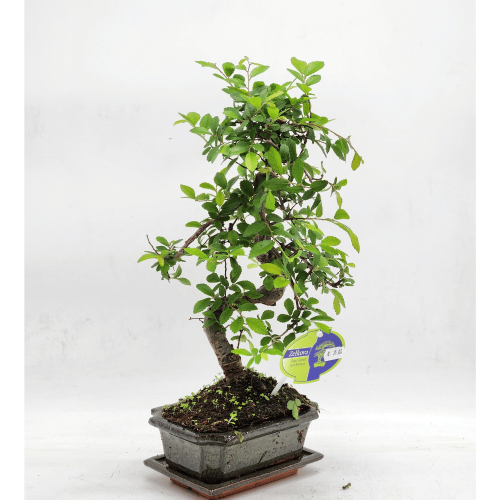 bonsai zelkova