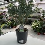 Eucalipto Gunnii