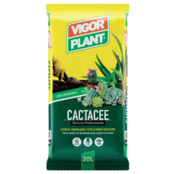 cactacee.png