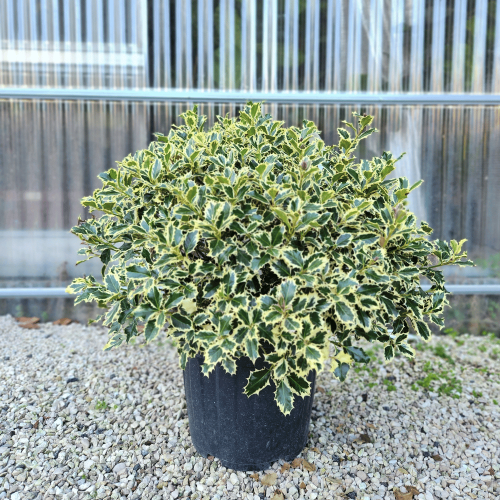 agrifoglio variegato